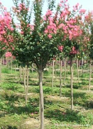 金莎花卉常年供应绿化苗木1-8CM 百日红 紫薇 红花紫薇