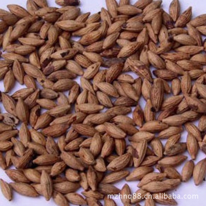 供应桂花种子 免费提供种植技术