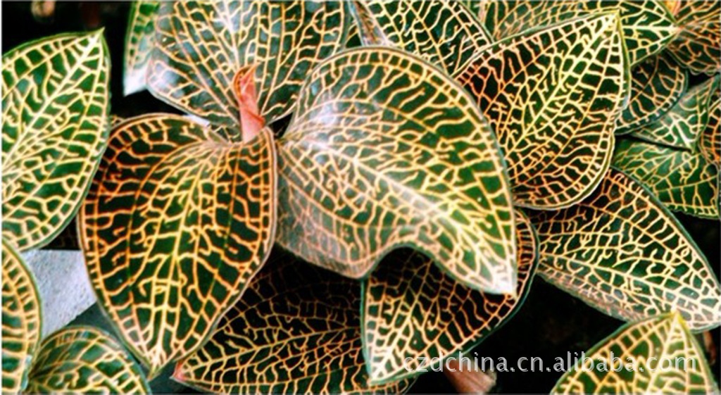 中草药批发 原形态 “药王”“金草”“神药”“鸟人参”鲜品