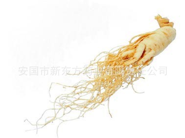 供应人参Ginseng