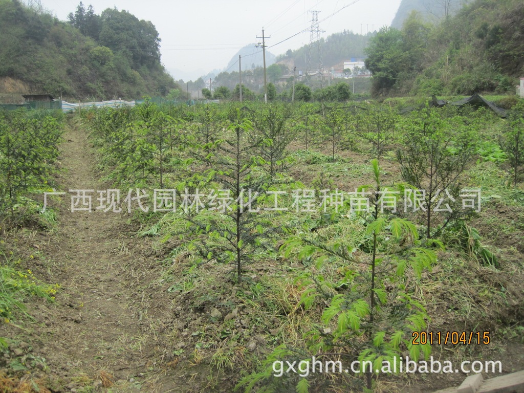基地长期供应南方红豆杉，苗圃自育，珍稀花木，绿化树，室内绿化