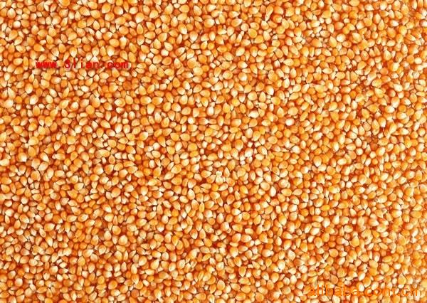 东北玉米、饲料用玉米、胶质玉米