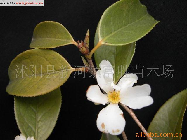 供应茶花 苗木 花卉 乔木 山茶花