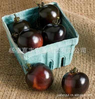 蔬菜种子批发 进口黑番茄种子 黑珍珠番茄 进口种子  种苗