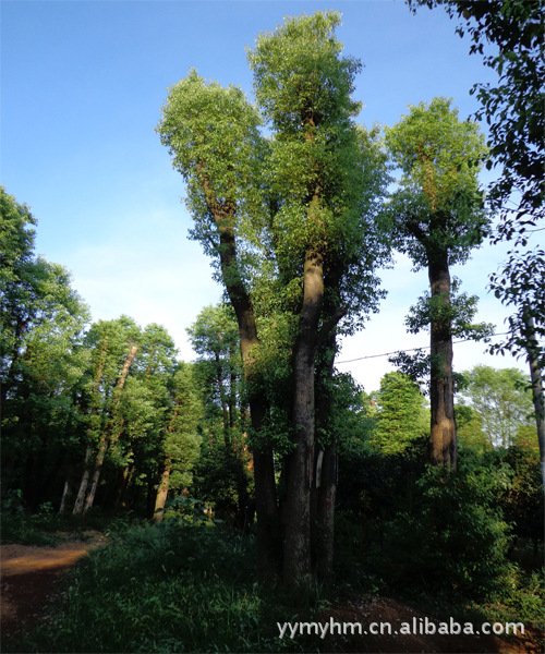 香樟树直销_益阳茗园花木基地