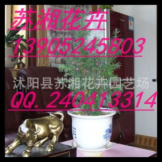 江苏红豆杉种子-紫穗槐种子