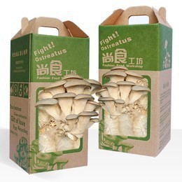 桌面平菇园 创意植物 体验平菇神奇的生长过程