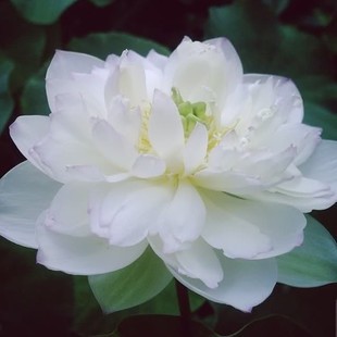 精品碗莲 水生植物 [素雅] 花种子花卉种子碗莲种子