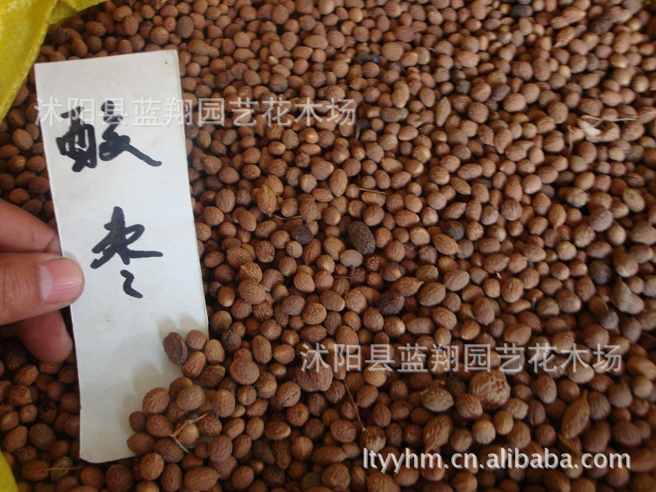 新采的【酸枣种子】优质的 酸枣种子 【净种】野酸枣种子 酸枣