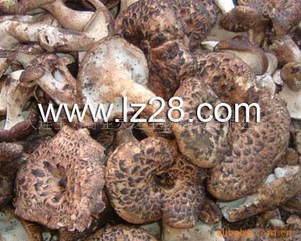 供应虎掌菌、枣翘鳞肉齿菌