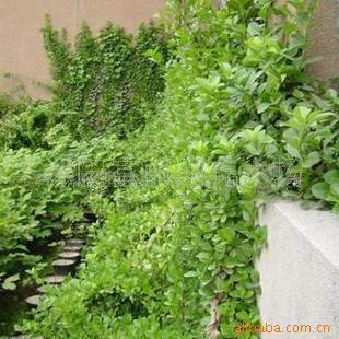 花卉苗木 青叶蔓  攀缘爬藤植物 小叶扶芳藤
