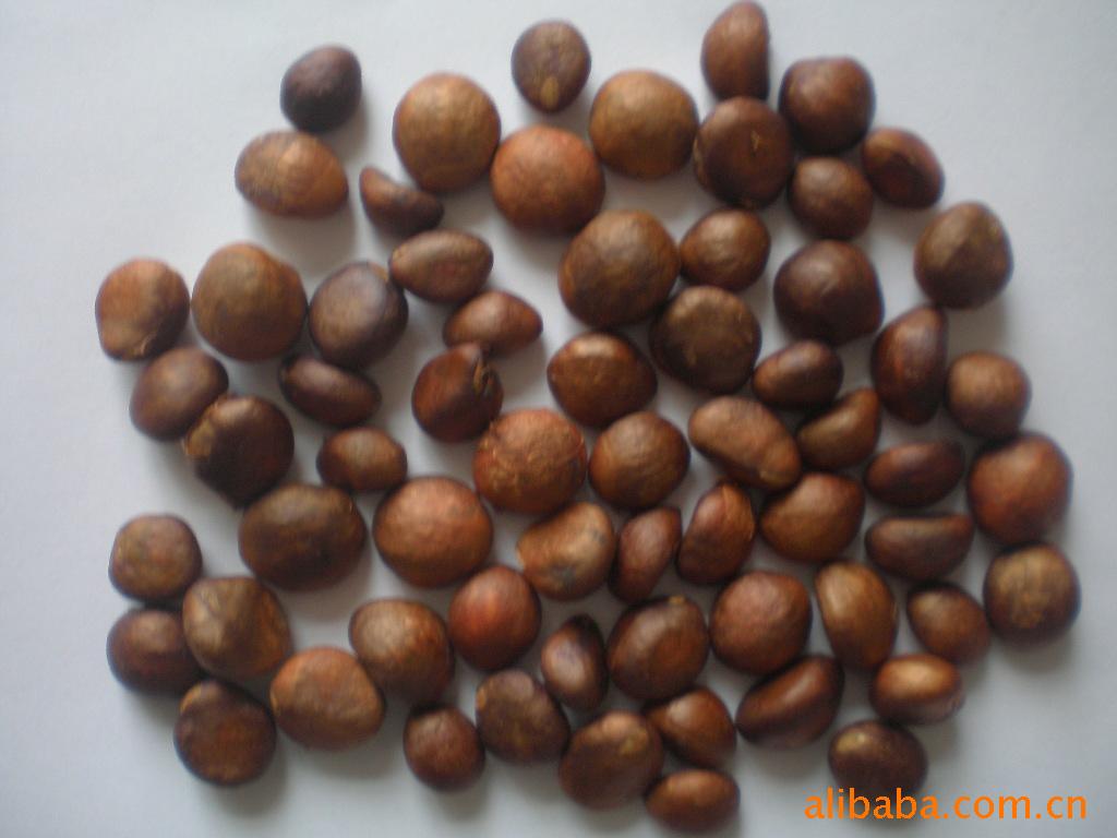 批发销售优质枇杷种子 精品热销枇杷种子